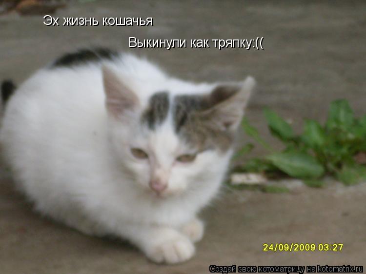Эх жизнь кошачья Эх жизнь кошачья Выкинули как тряпку:((... Котоматрица: Эх жизнь кошачья Эх жизнь кошачья Выкинули как тряпку:((