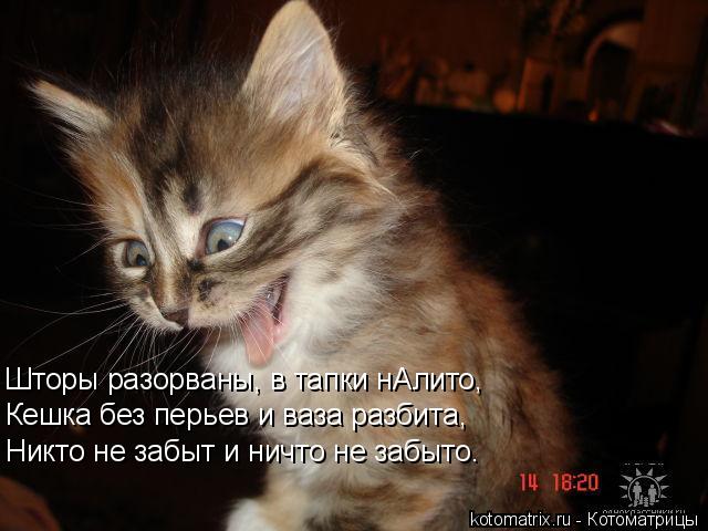 Шторы разорваны, в тапки нАлито, Кешка без перьев и ваза разбита, Никто не забыт и ничто не забыто.... Котоматрица: Шторы разорваны, в тапки нАлито, Кешка без перьев и ваза разбита, Никто не забыт и ничто не забыто.
