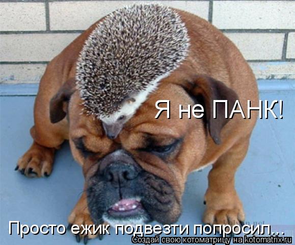 Я не ПАНК! Просто ежик подвезти попросил...... Котоматрица: Я не ПАНК! Просто ежик подвезти попросил...