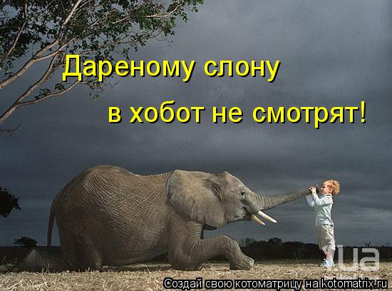 Дареному слону в хобот не смотрят!... Котоматрица: Дареному слону в хобот не смотрят!
