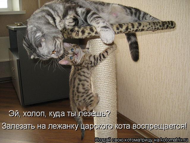 Эй, холоп, куда ты лезешь? Залезать на лежанку царского кота воспрещается!... Котоматрица: Эй, холоп, куда ты лезешь? Залезать на лежанку царского кота воспрещается!