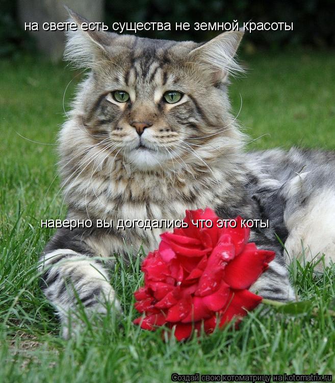 на свете есть существа не земной красоты наверно вы догодались что это коты... Котоматрица: на свете есть существа не земной красоты наверно вы догодались что это коты