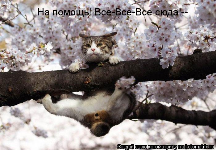 На помощь! Все-Все-Все сюда!--... Котоматрица: На помощь! Все-Все-Все сюда!--