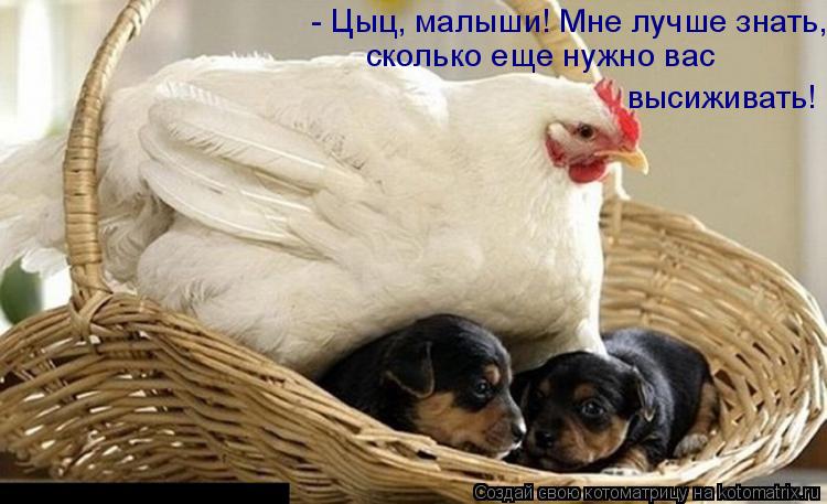 - Цыц, малыши! Мне лучше знать, сколько еще нужно вас высиживать!... Котоматрица: - Цыц, малыши! Мне лучше знать, сколько еще нужно вас высиживать!