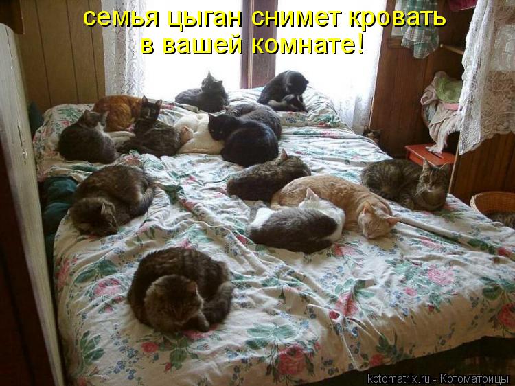 семья цыган снимет кровать в вашей комнате!... Котоматрица: семья цыган снимет кровать в вашей комнате!