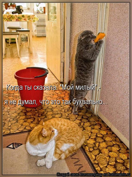 Когда ты сказала: "Мой милый",- я не думал, что это так буквально...... Котоматрица: Когда ты сказала: "Мой милый",- я не думал, что это так буквально...