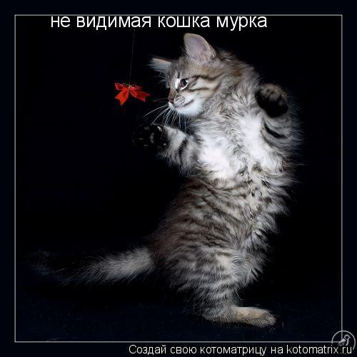 не видимая кошка мурка... Котоматрица: не видимая кошка мурка