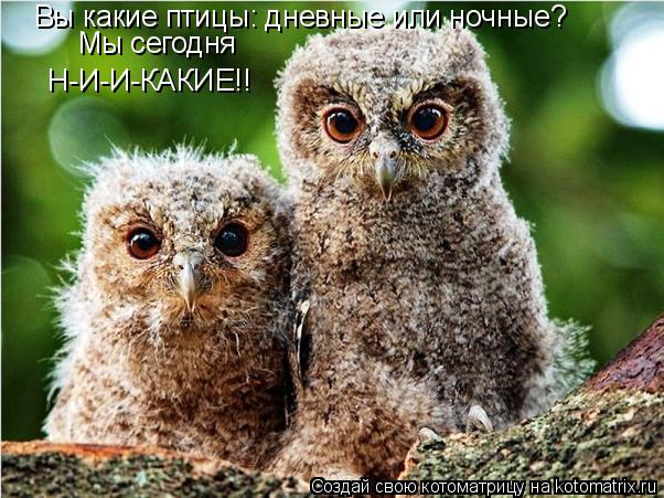 Вы какие птицы: дневные или ночные? Мы сегодня Н-И-И-КАКИЕ!!... Котоматрица: Вы какие птицы: дневные или ночные? Мы сегодня Н-И-И-КАКИЕ!!