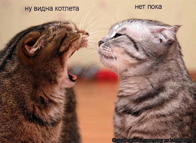 ну видна котлета нет пока... Котоматрица: ну видна котлета нет пока