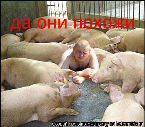 да они похожи... Котоматрица: да они похожи
