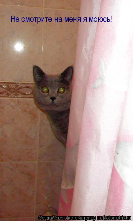 Не смотрите на меня,я моюсь!... Котоматрица: Не смотрите на меня,я моюсь!