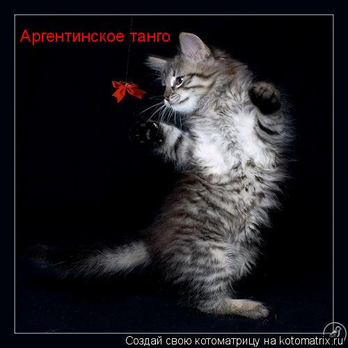 Аргентинское танго... Котоматрица: Аргентинское танго