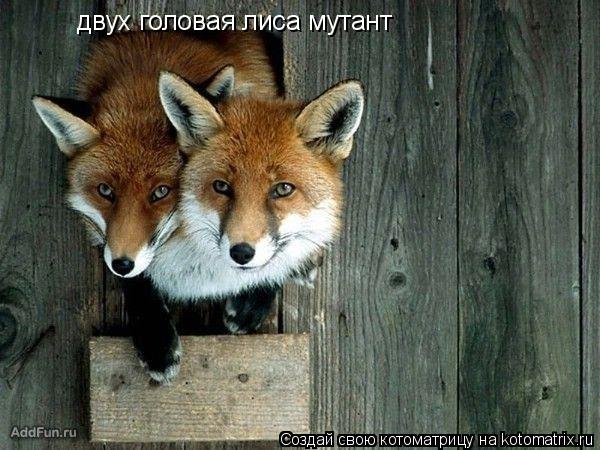 двух головая лиса мутант... Котоматрица: двух головая лиса мутант