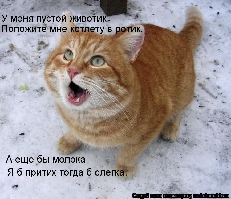 У меня пустой животик Положите мне котлету в ротик. А еще бы молока Я б притих тогда б слегка.... Котоматрица: У меня пустой животик Положите мне котлету в ротик. А еще бы молока Я б притих тогда б слегка.