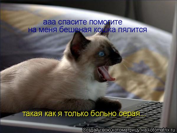 ааа спасите помогите на меня бешеная кошка пялится такая как я только больно серая...... Котоматрица: ааа спасите помогите на меня бешеная кошка пялится такая как я только больно серая...