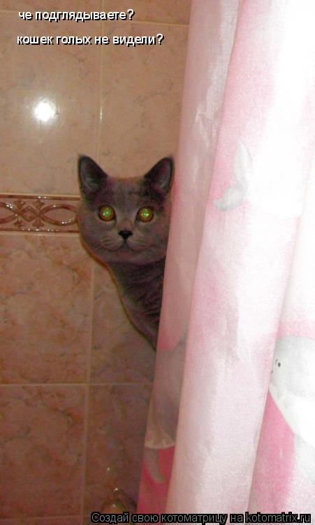 че подглядываете? кошек голых не видели?... Котоматрица: че подглядываете? кошек голых не видели?