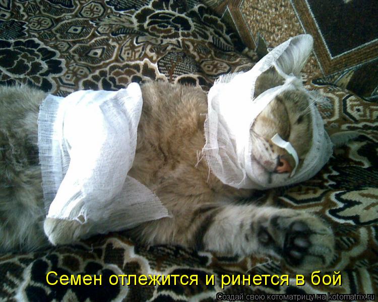 Семен отлежится и ринется в бой... Котоматрица: Семен отлежится и ринется в бой
