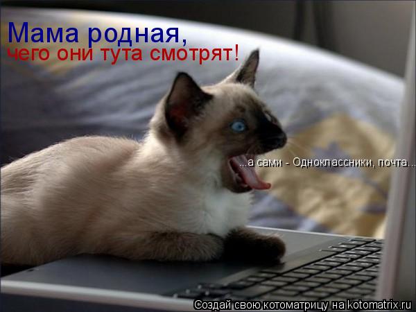чего они тута смотрят! Мама родная, ...а сами - Одноклассники, почта...... Котоматрица: чего они тута смотрят! Мама родная, ...а сами - Одноклассники, почта...