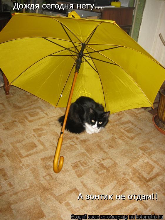 А зонтик не отдам!! Дождя сегодня нету...... Котоматрица: А зонтик не отдам!! Дождя сегодня нету...