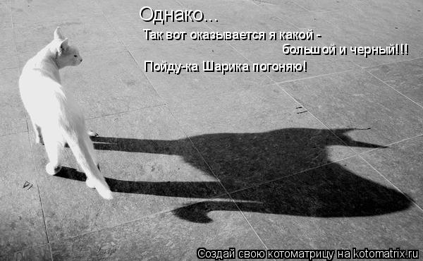 Однако... Так вот оказывается я какой - большой и черный!!! Пойду-ка Шарика погоняю!... Котоматрица: Однако... Так вот оказывается я какой - большой и черный!!! Пойду-ка Шарика погоняю!