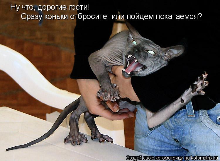 Ну что, дорогие гости! Сразу коньки отбросите, или пойдем покатаемся?... Котоматрица: Ну что, дорогие гости! Сразу коньки отбросите, или пойдем покатаемся?