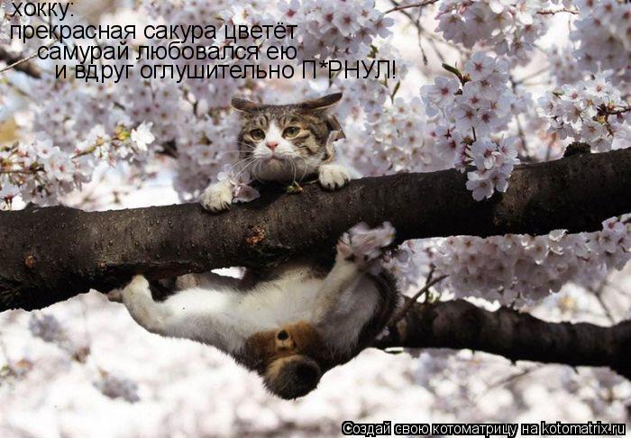 хокку: прекрасная сакура цветёт самурай любовался ею и вдруг оглушительно П*РНУЛ!... Котоматрица: хокку: прекрасная сакура цветёт самурай любовался ею и вдруг оглушительно П*РНУЛ!