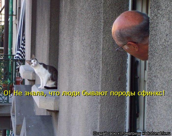 Котоматрица: О! Не знала, что люди бывают породы сфинкс!