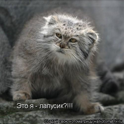 Это я - лапусик?!!!... Котоматрица: Это я - лапусик?!!!