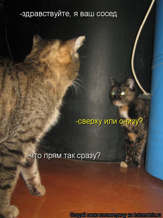 -здравствуйте, я ваш сосед -сверху или снизу? -что прям так сразу?... Котоматрица: -здравствуйте, я ваш сосед -сверху или снизу? -что прям так сразу?