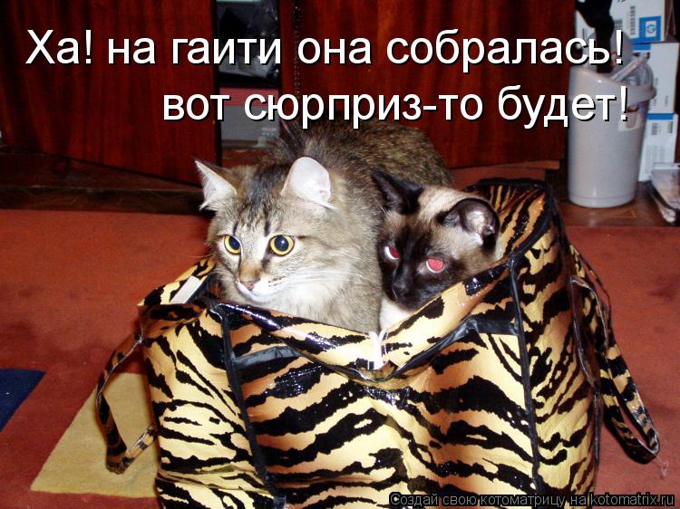 Ха! на гаити она собралась! вот сюрприз-то будет!... Котоматрица: Ха! на гаити она собралась! вот сюрприз-то будет!
