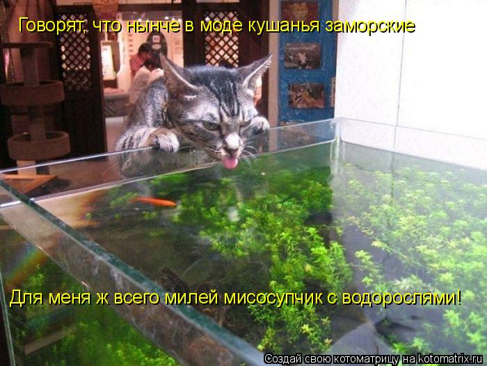 Говорят, что нынче в моде кушанья заморские Для меня ж всего милей мисосупчик с водорослями!... Котоматрица: Говорят, что нынче в моде кушанья заморские Для меня ж всего милей мисосупчик с водорослями!