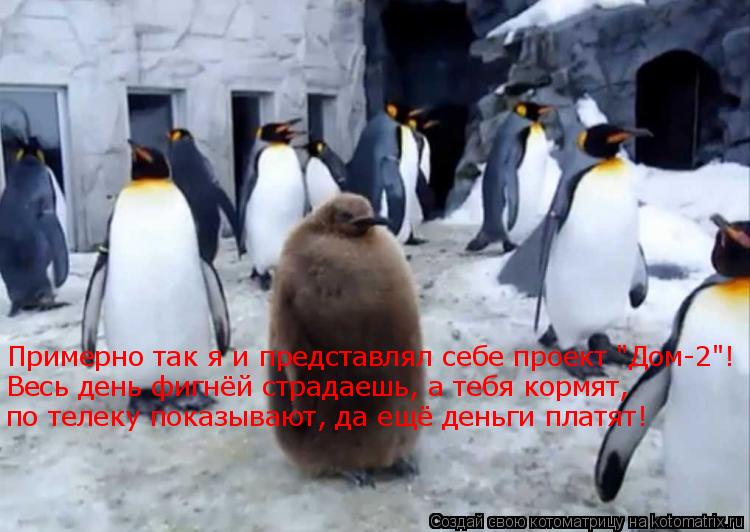 Примерно так я и представлял себе проект "Дом-2"! Весь день фигнёй страдаешь, а тебя кормят, по телек... Котоматрица: Примерно так я и представлял себе проект "Дом-2"! Весь день фигнёй страдаешь, а тебя кормят, по телеку показывают, да ещё деньги платят!