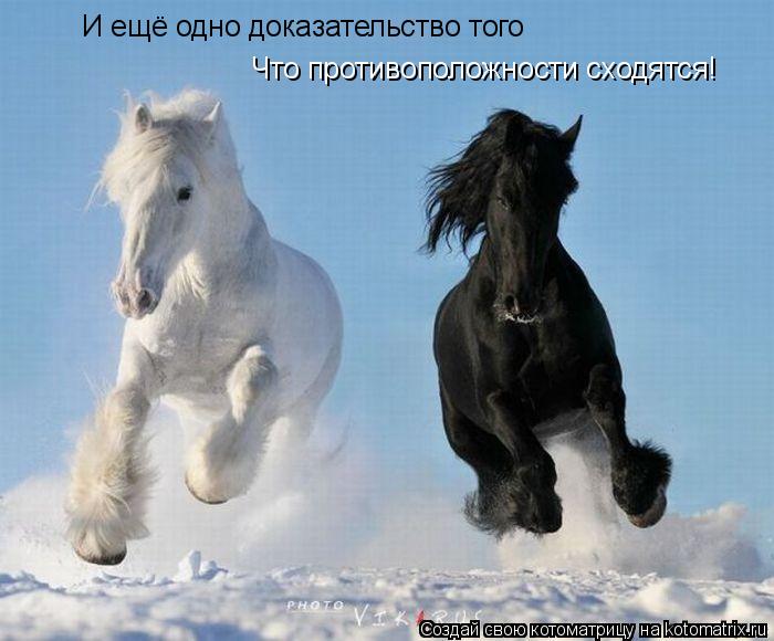 И ещё одно доказательство того Что противоположности сходятся!... Котоматрица: И ещё одно доказательство того Что противоположности сходятся!