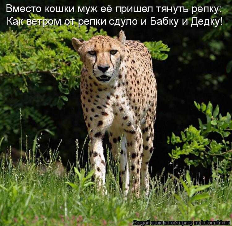 Как ветром от репки сдуло и Бабку и Дедку! Вместо кошки муж её пришел тянуть репку:... Котоматрица: Как ветром от репки сдуло и Бабку и Дедку! Вместо кошки муж её пришел тянуть репку:
