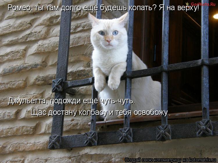 Ромео, ты там долго ещё будешь копать? Я на верху! Джульетта, подожди ещё чуть-чуть. Щас достану колб... Котоматрица: Ромео, ты там долго ещё будешь копать? Я на верху! Джульетта, подожди ещё чуть-чуть. Щас достану колбасу и тебя освобожу .
