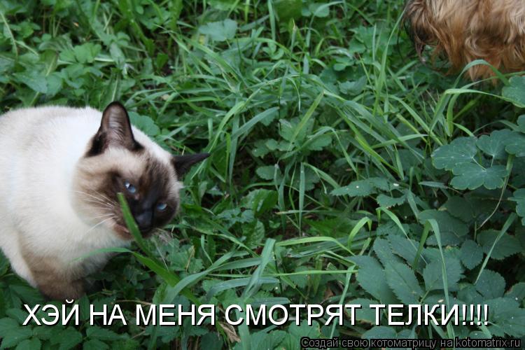 ХЭЙ НА МЕНЯ СМОТРЯТ ТЕЛКИ!!!!... Котоматрица: ХЭЙ НА МЕНЯ СМОТРЯТ ТЕЛКИ!!!!
