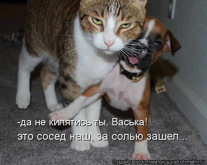 -да не кипятись ты, Васька! это сосед наш, за солью зашел...... Котоматрица: -да не кипятись ты, Васька! это сосед наш, за солью зашел...