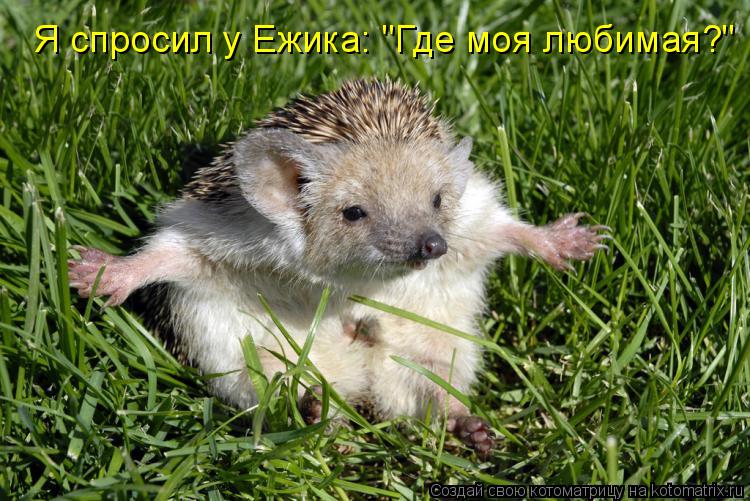 Я спросил у Ежика: "Где моя любимая?"... Котоматрица: Я спросил у Ежика: "Где моя любимая?"