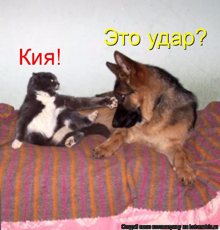 Кия! Это удар?... Котоматрица: Кия! Это удар?