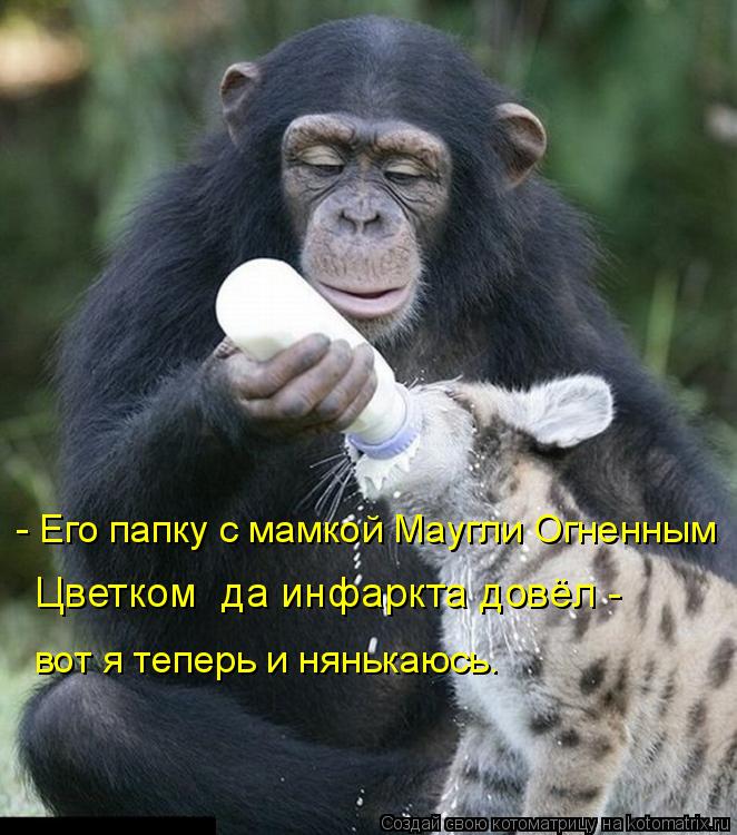 - Его папку с мамкой Маугли Огненным Цветком да инфаркта довёл - вот я теперь и нянькаюсь.... Котоматрица: - Его папку с мамкой Маугли Огненным Цветком да инфаркта довёл - вот я теперь и нянькаюсь.