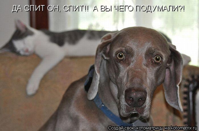 ДА СПИТ ОН, СПИТ!! А ВЫ ЧЕГО ПОДУМАЛИ?!... Котоматрица: ДА СПИТ ОН, СПИТ!! А ВЫ ЧЕГО ПОДУМАЛИ?!