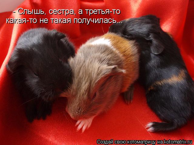 - Слышь, сестра, а третья-то какая-то не такая получилась...... Котоматрица: - Слышь, сестра, а третья-то какая-то не такая получилась...