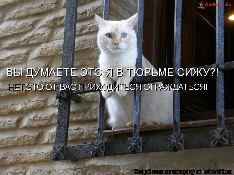 ВЫ ДУМАЕТЕ ЭТО Я В ТЮРЬМЕ СИЖУ?! НЕТ,ЭТО ОТ ВАС ПРИХОДИТЬСЯ ОГРАЖДАТЬСЯ!... Котоматрица: ВЫ ДУМАЕТЕ ЭТО Я В ТЮРЬМЕ СИЖУ?! НЕТ,ЭТО ОТ ВАС ПРИХОДИТЬСЯ ОГРАЖДАТЬСЯ!