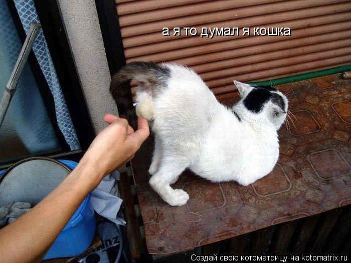 а я то думал я кошка... Котоматрица: а я то думал я кошка