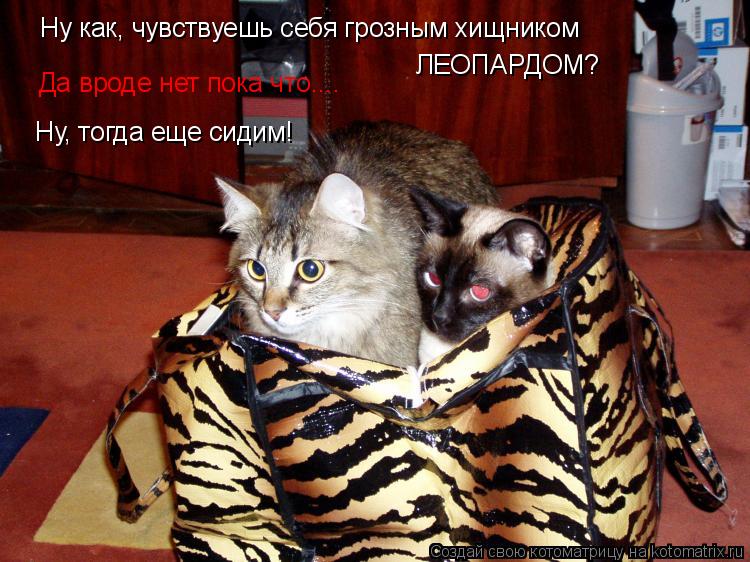 Ну как, чувствуешь себя грозным хищником ЛЕОПАРДОМ? Да вроде нет пока что.... Ну, тогда еще сидим!... Котоматрица: Ну как, чувствуешь себя грозным хищником ЛЕОПАРДОМ? Да вроде нет пока что.... Ну, тогда еще сидим!