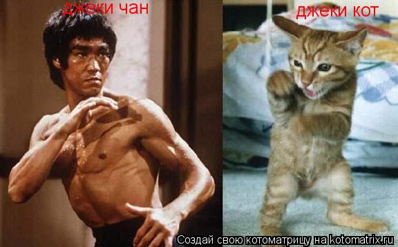 джеки кот джеки чан... Котоматрица: джеки кот джеки чан