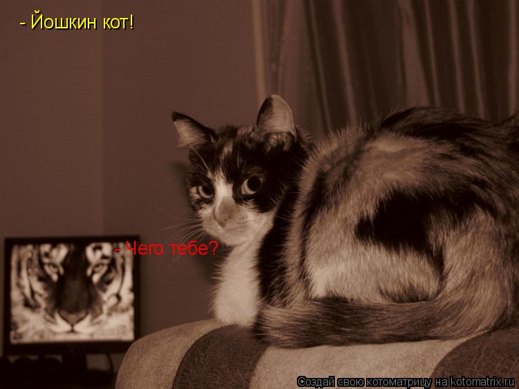 - Йошкин кот! - Чего тебе?... Котоматрица: - Йошкин кот! - Чего тебе?