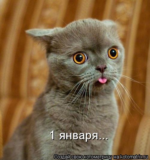 1 января...... Котоматрица: 1 января...