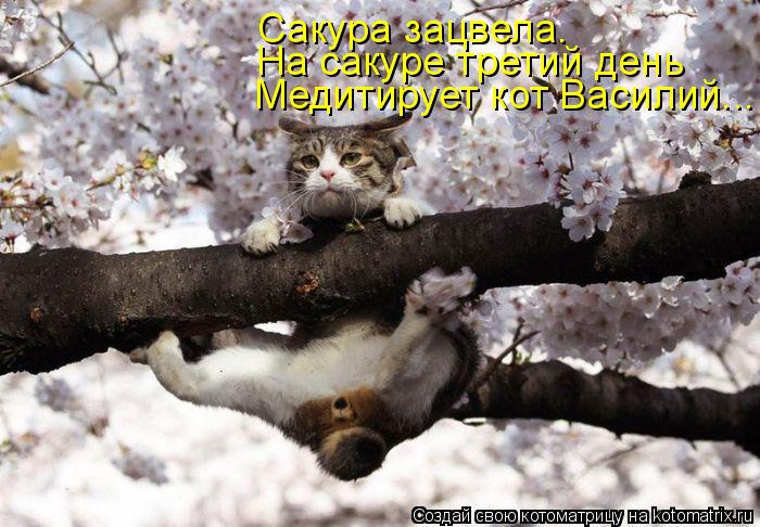 Медитирует кот Василий... На сакуре третий день Сакура зацвела.... Котоматрица: Медитирует кот Василий... На сакуре третий день Сакура зацвела.