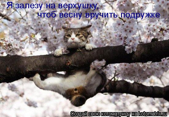Я залезу на верхушку, чтоб весну вручить подружке... Котоматрица: Я залезу на верхушку, чтоб весну вручить подружке